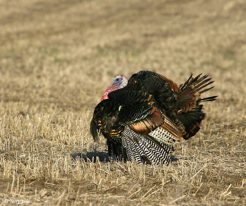 Non Resident South Dakota Turkey Season Changes....Why?